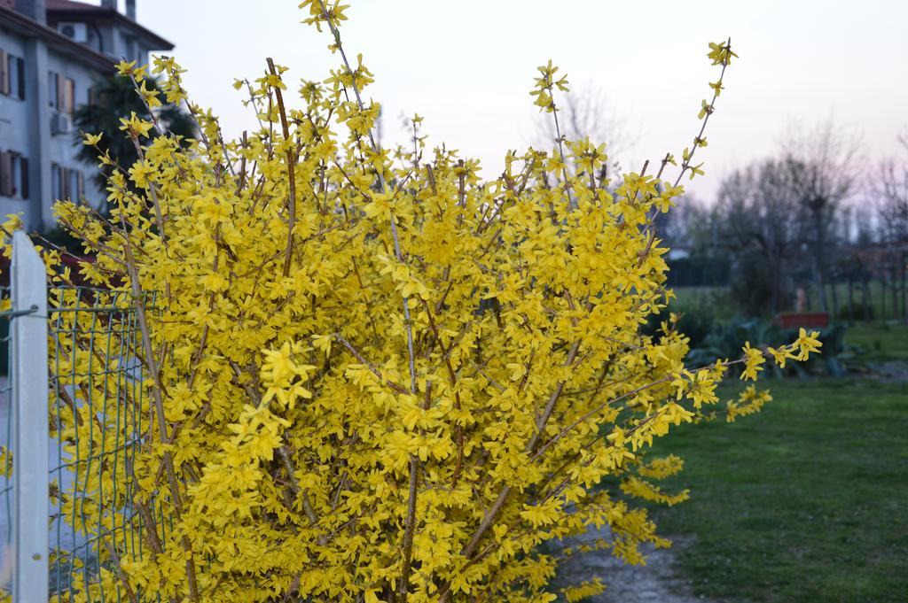 Appartamento Casa Della Nonna Noventa di Piave Extérieur photo